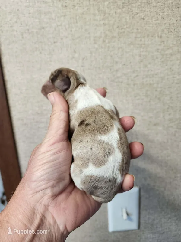 Malea  – Cocker Spaniel puppy for sale in Ardmore, OK