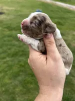 Lady Bug, a female Cocker Spaniel for sale in Ardmore, OK – Photo 3 of 3
