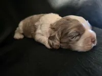 Lady Bug, a female Cocker Spaniel for sale in Ardmore, OK – Photo 3 of 3
