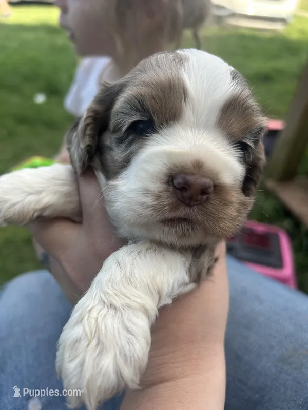 Lady Bug – Cocker Spaniel puppy for sale in Ardmore, OK