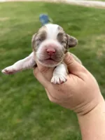 Lady Bug, a female Cocker Spaniel for sale in Ardmore, OK – Photo 2 of 3
