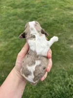 Lady Bug, a female Cocker Spaniel for sale in Ardmore, OK – Photo 1 of 3
