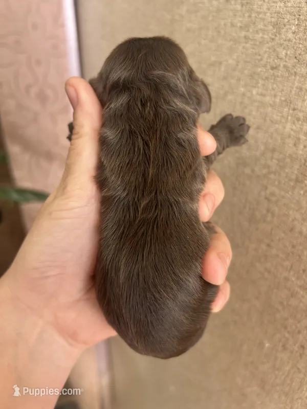 Ollie – Cocker Spaniel puppy for sale in Ardmore, OK