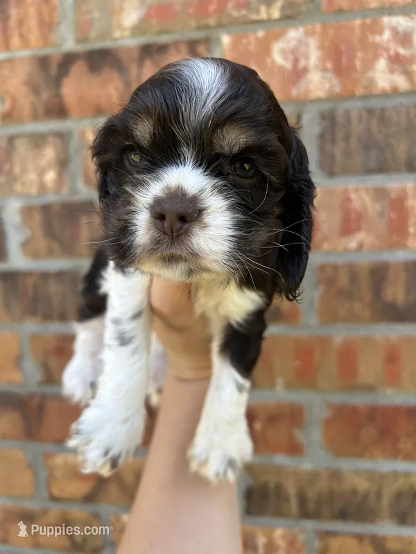 Bodee – Cocker Spaniel puppy for sale in Ardmore, OK