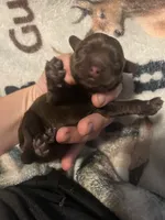 Holly, a female Cocker Spaniel for sale in Ardmore, OK – 2 of 2