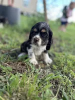 Goose, a male Cocker Spaniel for sale in Ardmore, OK – 3 of 4