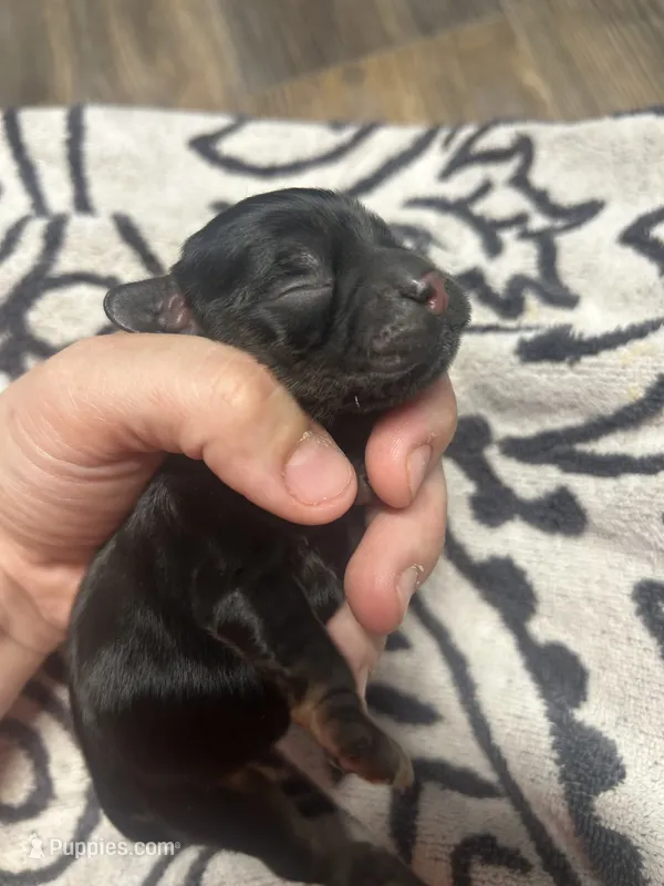 Loki – Cocker Spaniel puppy for sale in Ardmore, OK