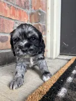 Pickles, a female Cocker Spaniel for sale in Ardmore, OK – Photo 1 of 3
