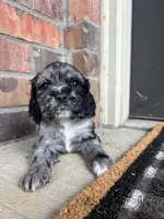 Pickles, a female Cocker Spaniel for sale in Ardmore, OK – Photo 2 of 3