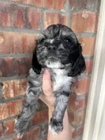 Pickles, a female Cocker Spaniel for sale in Ardmore, OK – Photo 3 of 3