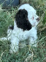 Calliope , a female Cocker Spaniel for sale in Ardmore, OK – 8 of 8