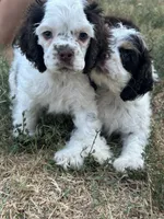 Calliope , a female Cocker Spaniel for sale in Ardmore, OK – 6 of 8