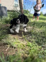 Goose, a male Cocker Spaniel for sale in Ardmore, OK – 4 of 4