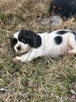 Marshall, a male Cocker Spaniel and Cockalier for sale in Ardmore, OK – Photo 3 of 4
