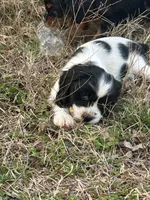 Marshall, a male Cocker Spaniel and Cockalier for sale in Ardmore, OK – Photo 4 of 4