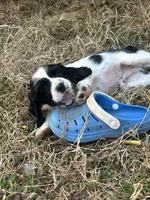 Marshall, a male Cocker Spaniel and Cockalier for sale in Ardmore, OK – Photo 2 of 4