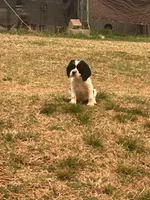 Marshall, a male Cocker Spaniel and Cockalier for sale in Ardmore, OK – Photo 1 of 4
