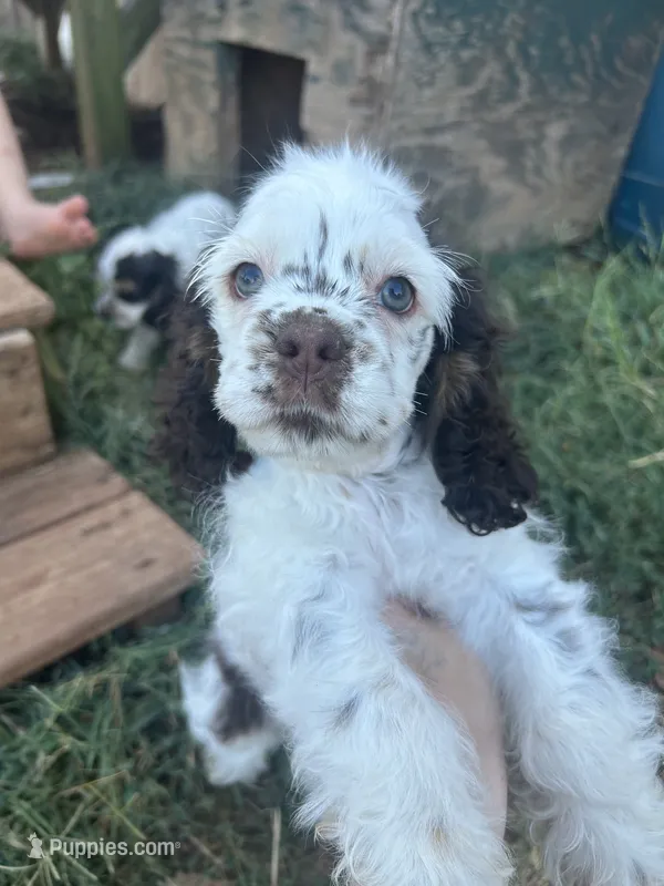 Calliope  – Cocker Spaniel puppy for sale in Ardmore, OK