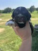 Apollo , a male Cocker Spaniel for sale in Ardmore, OK – 2 of 6