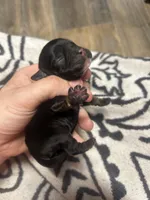 Zorro, a male Cocker Spaniel for sale in Ardmore, OK – 3 of 3