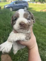 Lady Mae, a female Cocker Spaniel for sale in Ardmore, OK – 3 of 9