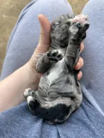 Pickles, a female Cocker Spaniel for sale in Ardmore, OK – Photo 4 of 4
