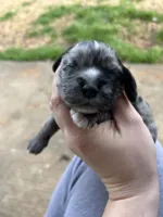 Pickles, a female Cocker Spaniel for sale in Ardmore, OK – Photo 2 of 4