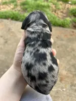 Pickles, a female Cocker Spaniel for sale in Ardmore, OK – Photo 3 of 4