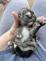 Pickles, a female Cocker Spaniel for sale in Ardmore, OK – Photo 1 of 4