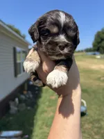 Apollo , a male Cocker Spaniel for sale in Ardmore, OK – 3 of 6