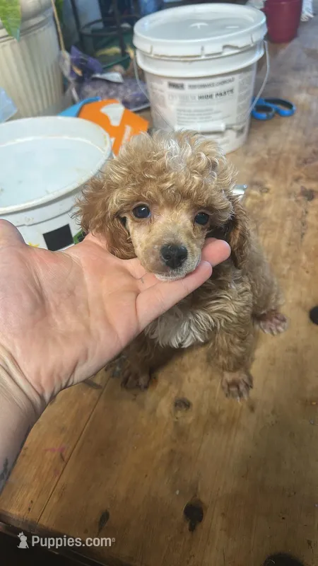 Wren – Poodle - Miniature  puppy for sale in Ardmore, OK
