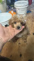 Wren, a female Poodle - Miniature  for sale in Ardmore, OK – 1 of 1