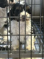 Markley, a female Cavapoo for sale in Ardmore, OK – 1 of 2