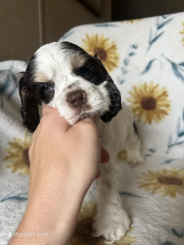 Thor – Cocker Spaniel puppy for sale in Ardmore, OK