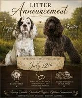 Thor, a male Cocker Spaniel for sale in Ardmore, OK – 5 of 5