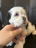 Calliope , a female Cocker Spaniel for sale in Ardmore, OK – 2 of 6
