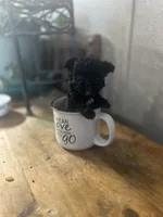Toto, a male Poodle - Toy  for sale in Ardmore, OK – 4 of 4