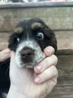 Scout, a male Cocker Spaniel for sale in Ardmore, OK – 2 of 7