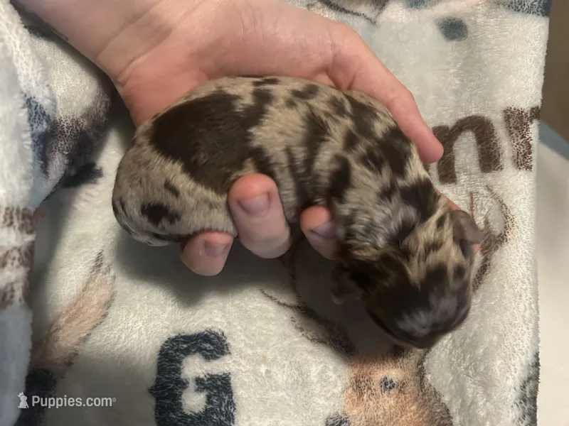 Noelle – Cocker Spaniel puppy for sale in Ardmore, OK