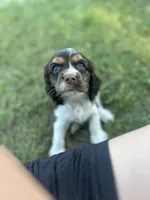 Dandy, a male Cocker Spaniel for sale in Ardmore, OK – 1 of 4