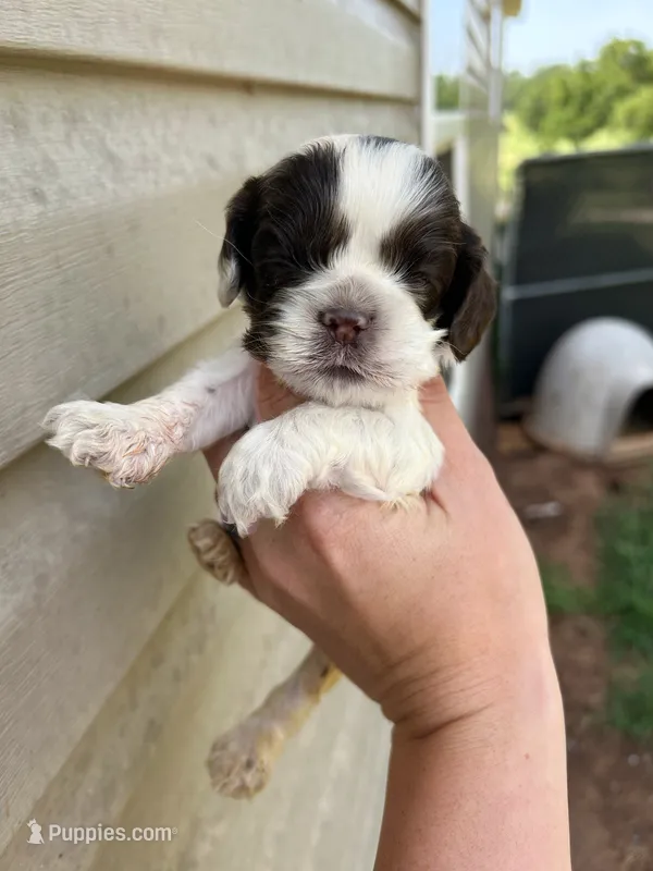 Percy – Cocker Spaniel puppy for sale in Ardmore, OK