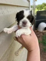 Percy, a male Cocker Spaniel for sale in Ardmore, OK – 1 of 2