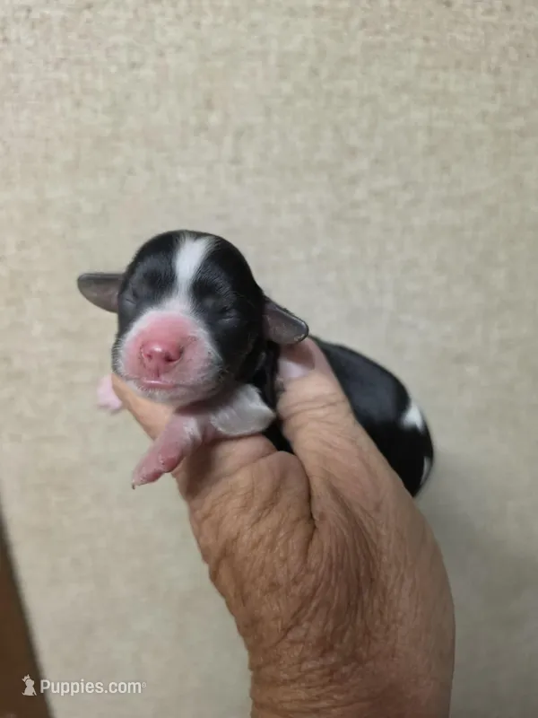 Annie – Cavapoo puppy for sale in Ardmore, OK
