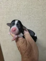 Annie, a female Cavapoo for sale in Ardmore, OK – Photo 1 of 2