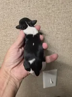 Annie, a female Cavapoo for sale in Ardmore, OK – Photo 2 of 2