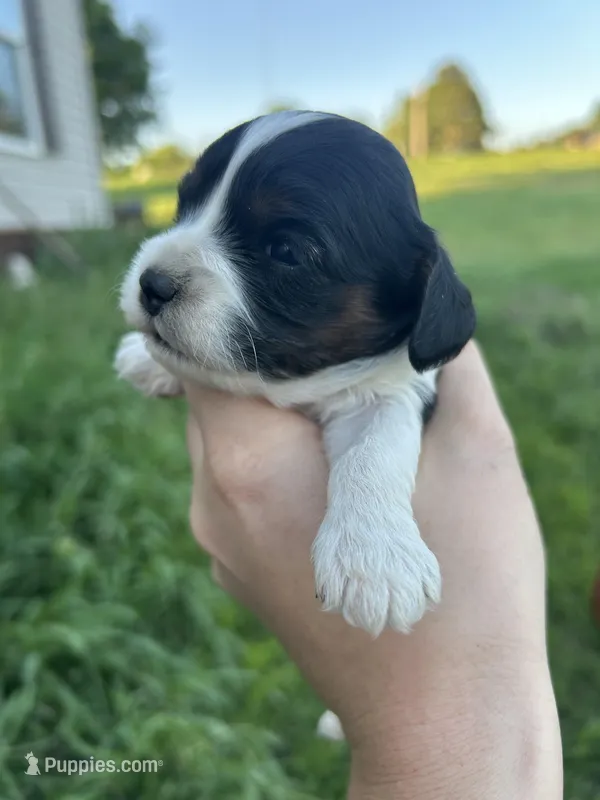 Annie – Cavapoo puppy for sale in Ardmore, OK