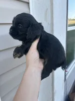 Cooper, a male Cocker Spaniel for sale in Ardmore, OK – 3 of 3