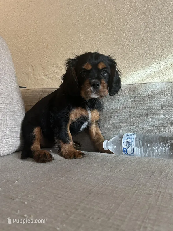 Ottis – Cavalier King Charles Spaniel puppy for sale in Ardmore, OK