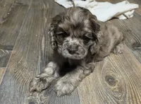 Maple, a female Cocker Spaniel for sale in Ardmore, OK – 3 of 3