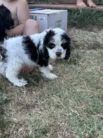 Thor, a male Cocker Spaniel for sale in Ardmore, OK – 4 of 7